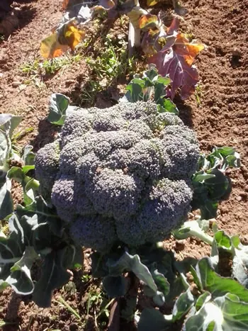 Brócoli en un huerto ecológico