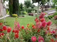 Calistemo en flor en un jardín