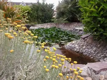 Estanque rodeado de plantas de flor amarilla