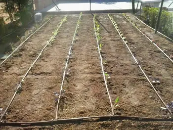 Líneas de riego por goteo en un huerto