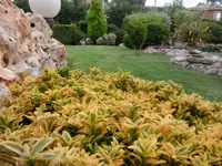 Plantas ornamentales de hoja amarilla en un jardín con rocalla