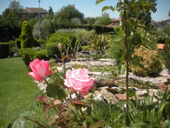 Rosales en flor en un jardín con rocalla
