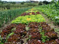 fertilizantes ecologicos