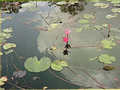 jardinería guadalajara