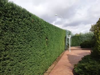 Jardineria Guadalajara