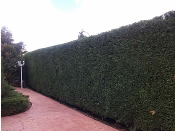 Jardineria Guadalajara
